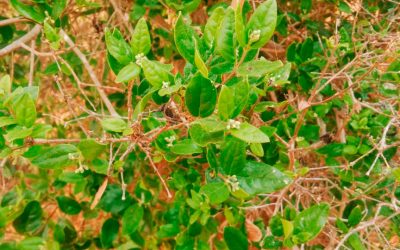 Fundación Papudo apoya el Conocimiento y la Ciencia