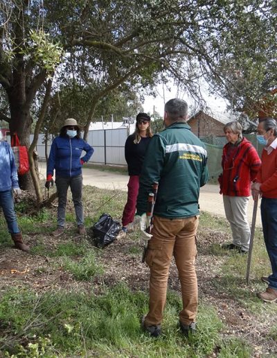 Los expertos de Conaf exponen a los vecinos cómo se debe realizar la poda del árbol nativo.